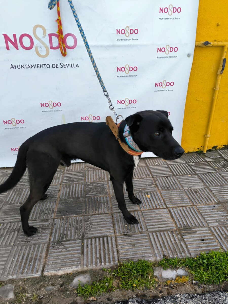 PERRO (ENCONTRADO) – 2026/41