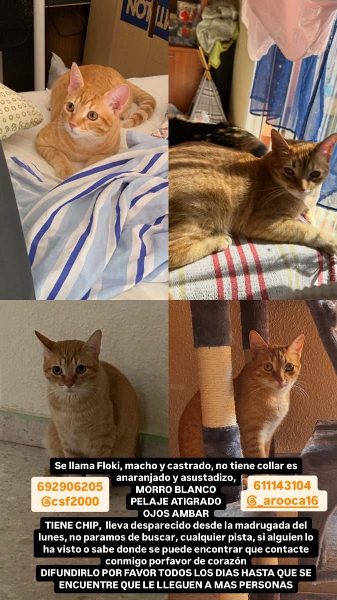 Mi gato Flocky desaparecido urgente cualquier ayuda se lo agradeceré de corazon