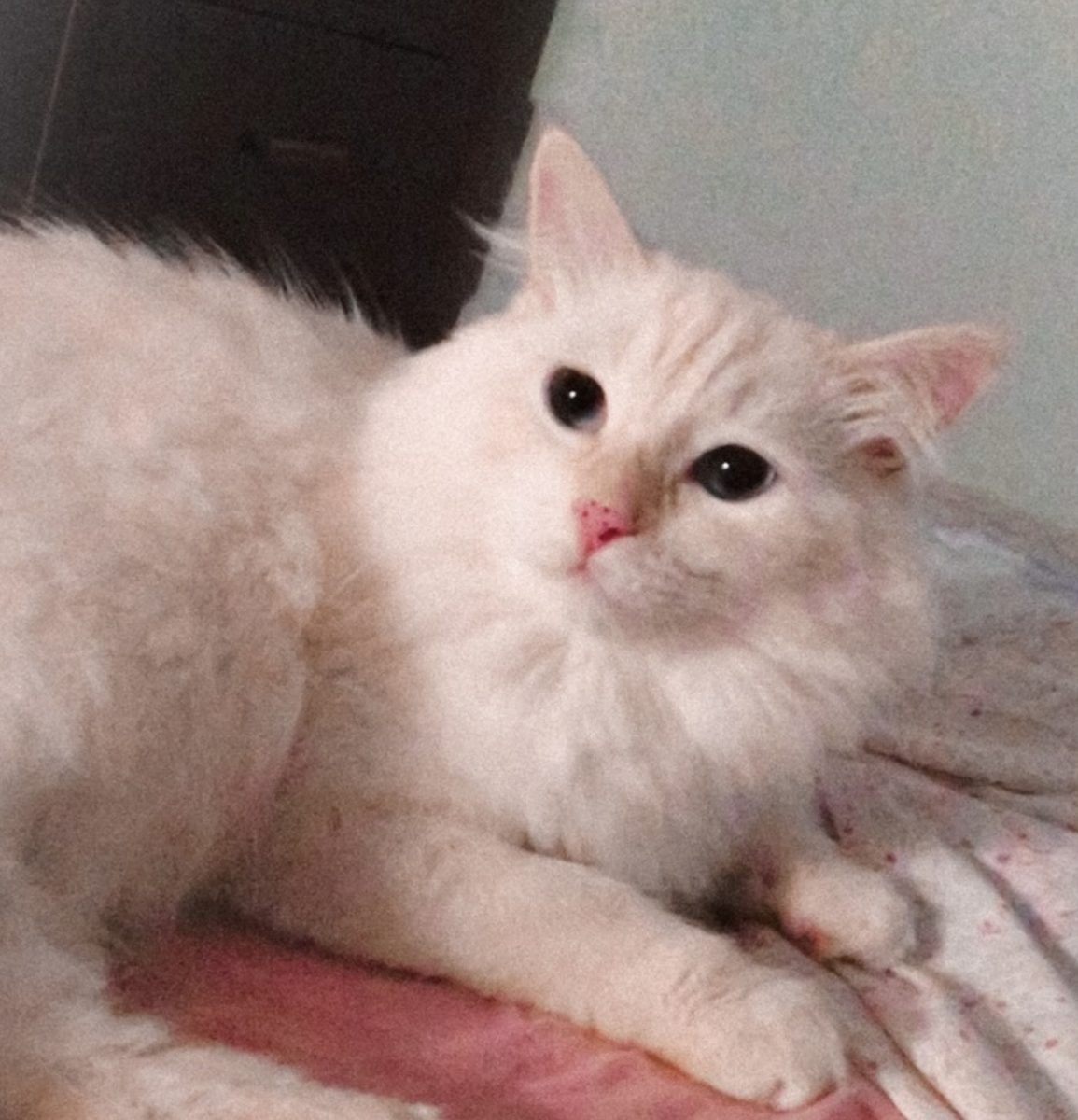 LOKI SE HA PERDIDO ESTAMOS DESESPERADOS