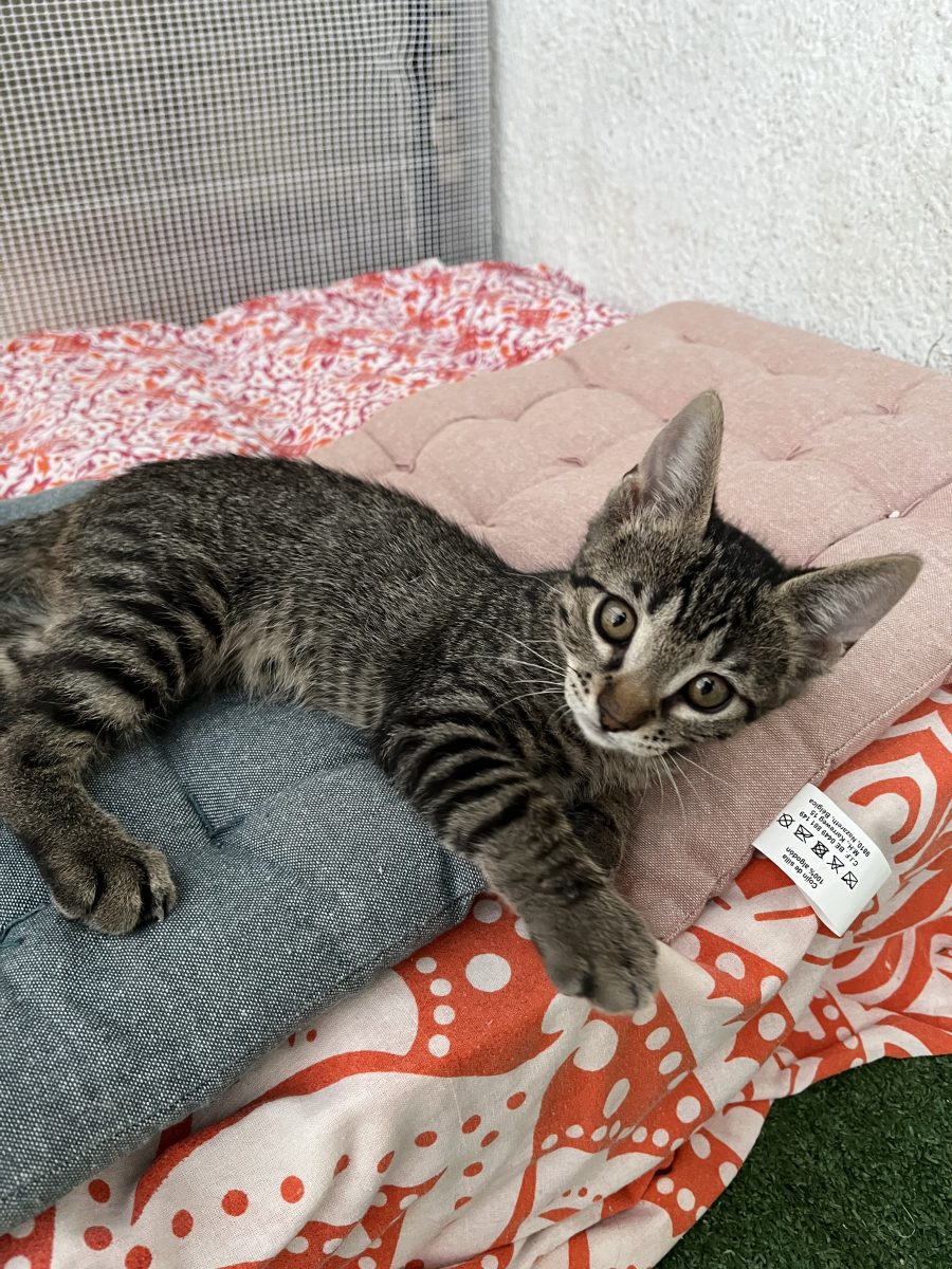 Gatito perdido en Santa Justa (Sevilla)