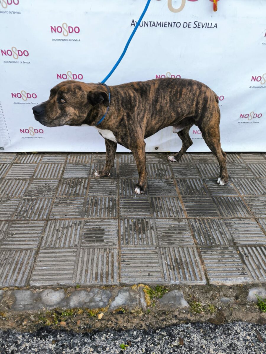 PERRO (ENCONTRADO) – 2026/40