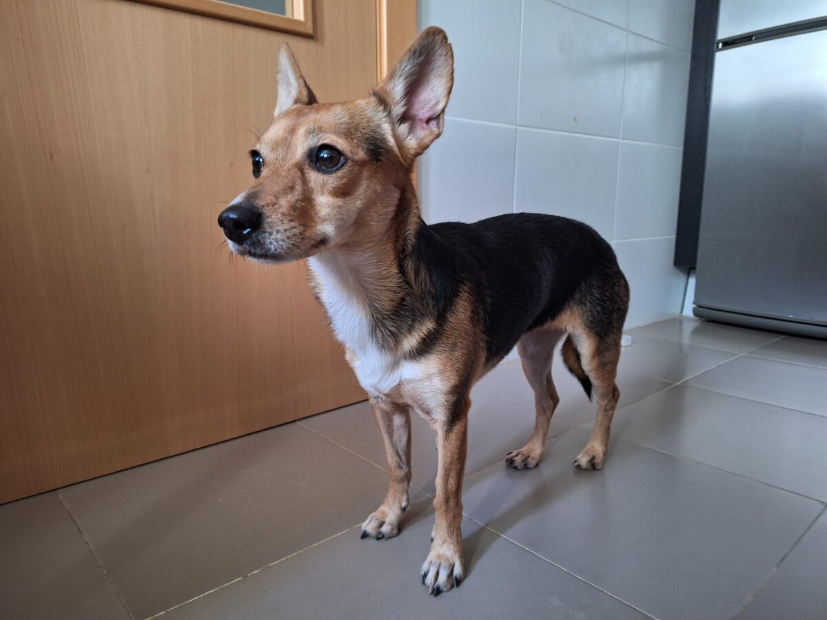 Perrita encontrada en Villanueva del Ariscal