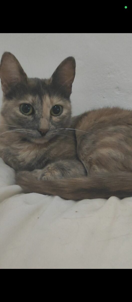 Gata desaparecida