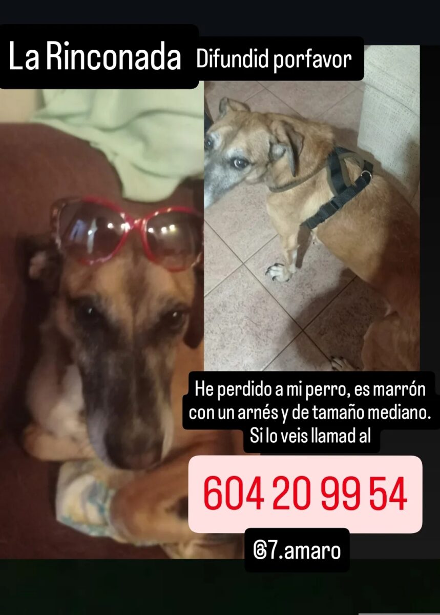 PERDIDO CON ARNÉS/ LA RINCONADA SEVILLA