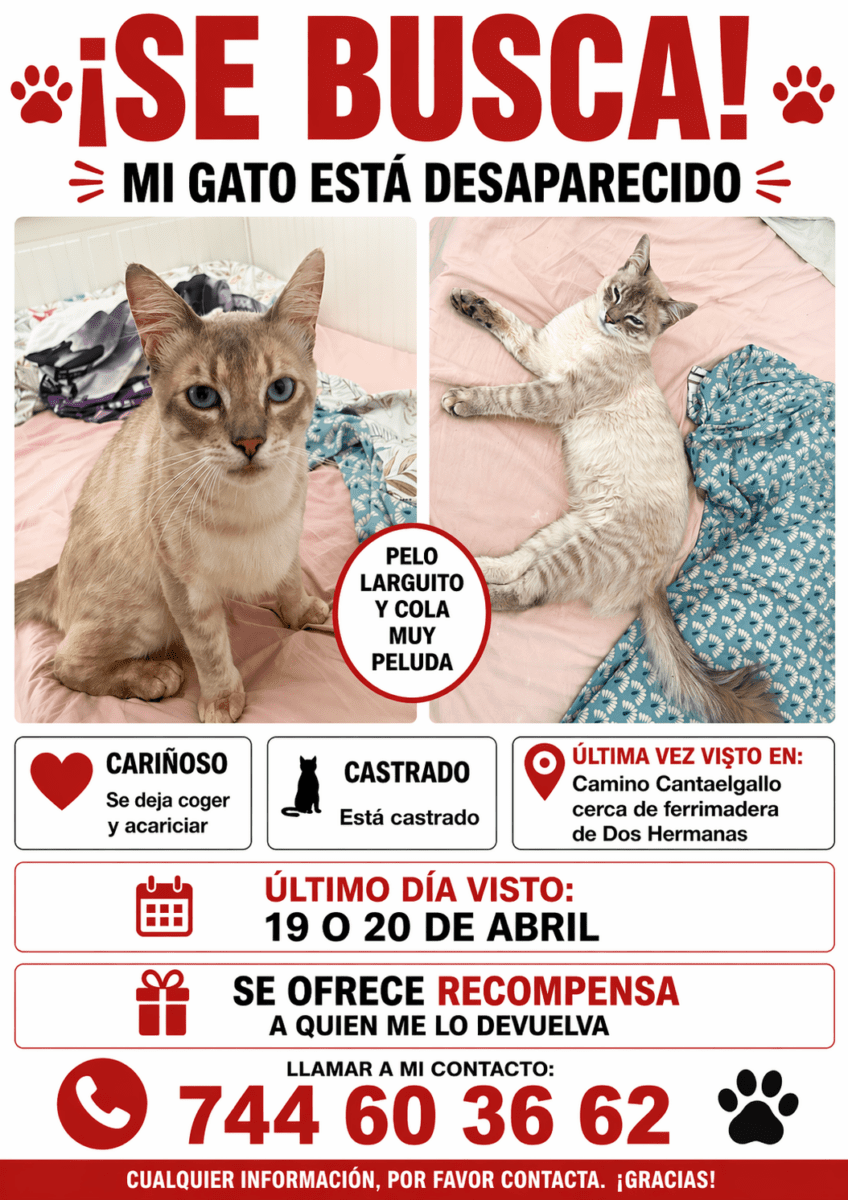 Gato perdido