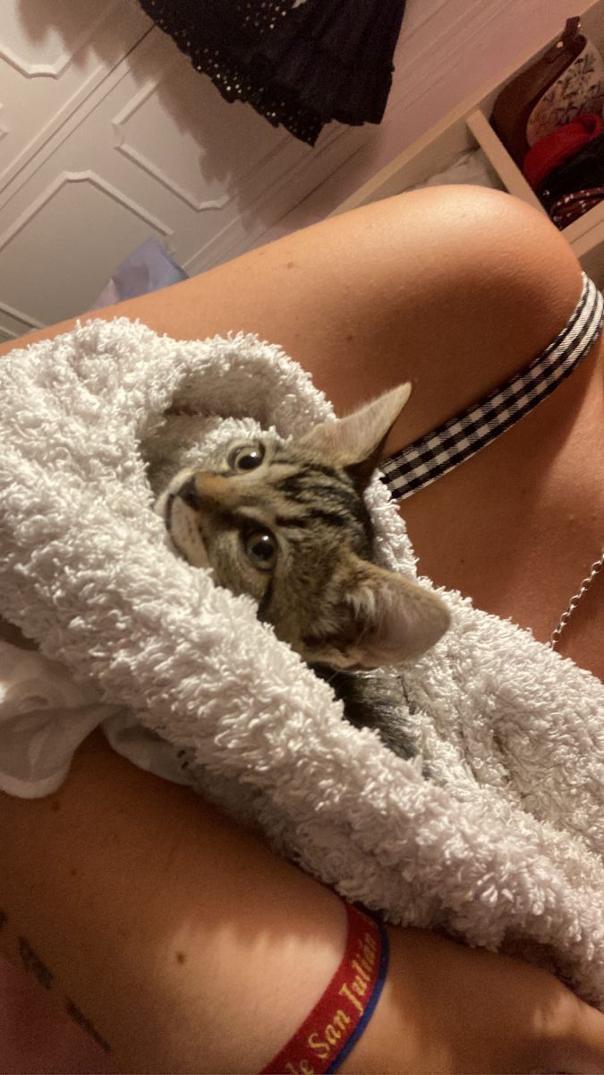 Gatita de dos meses