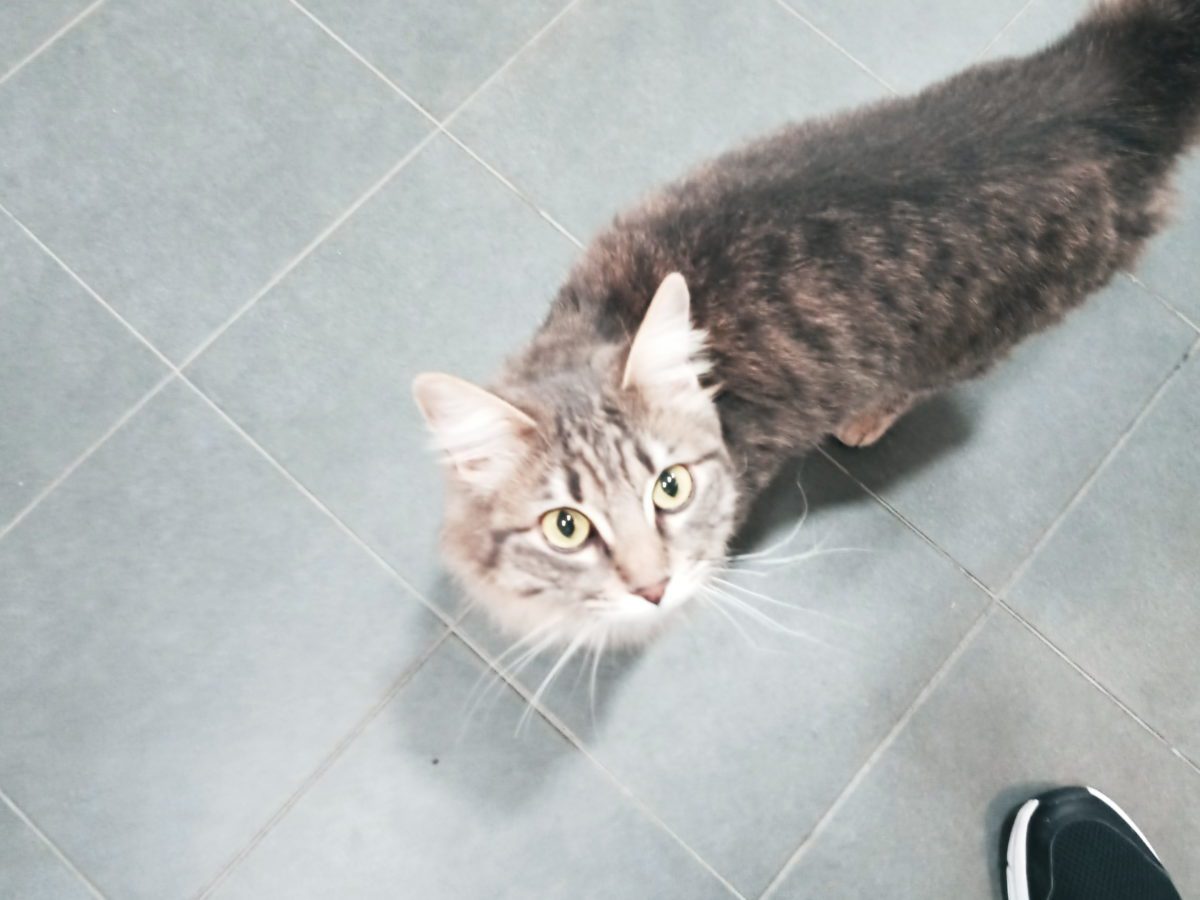He encontrado un gato