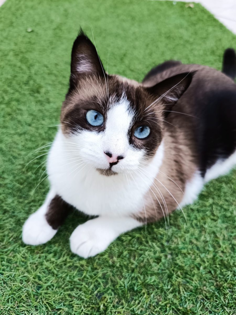 GATO PERDIDO