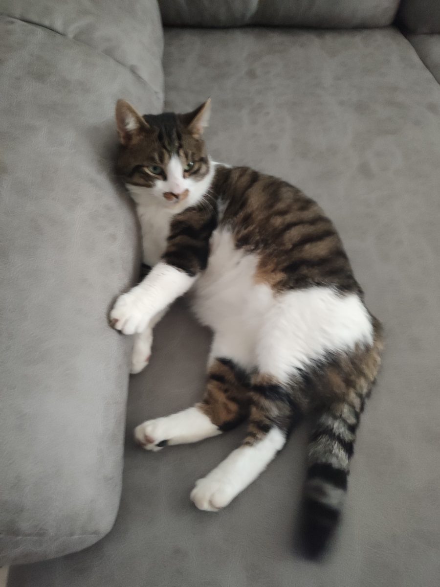 búsqueda de dos gatos desaparecidos