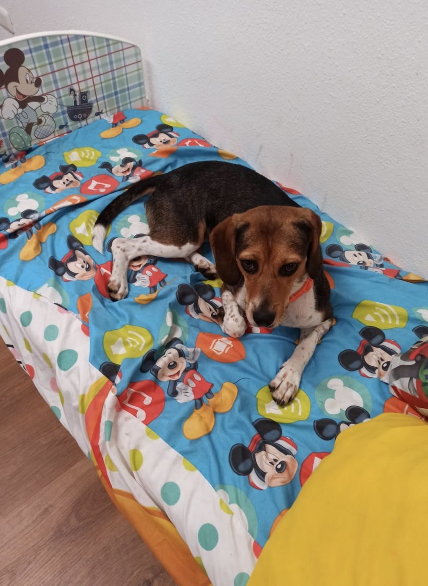 PERDIDA BEAGLE JOVEN HEMBRA, DE NOMBRE BABA. PERDIDA EN LA ZONA DE TORREBLANCA EN SEVILLA.