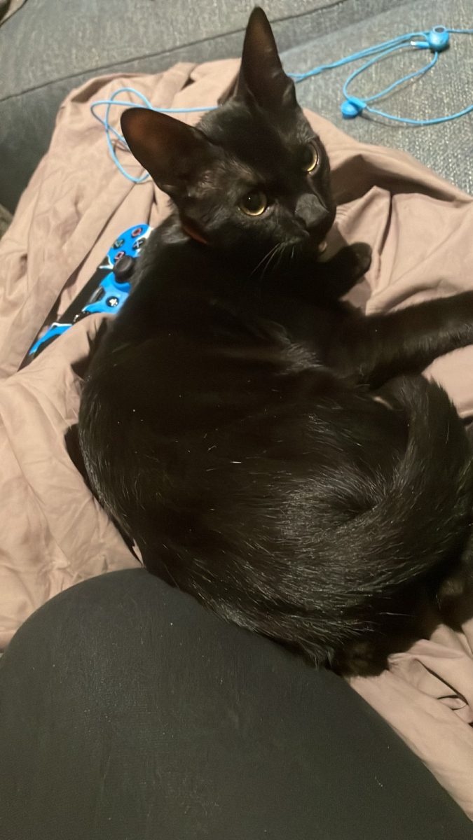 GATO NEGRO PERDIDO