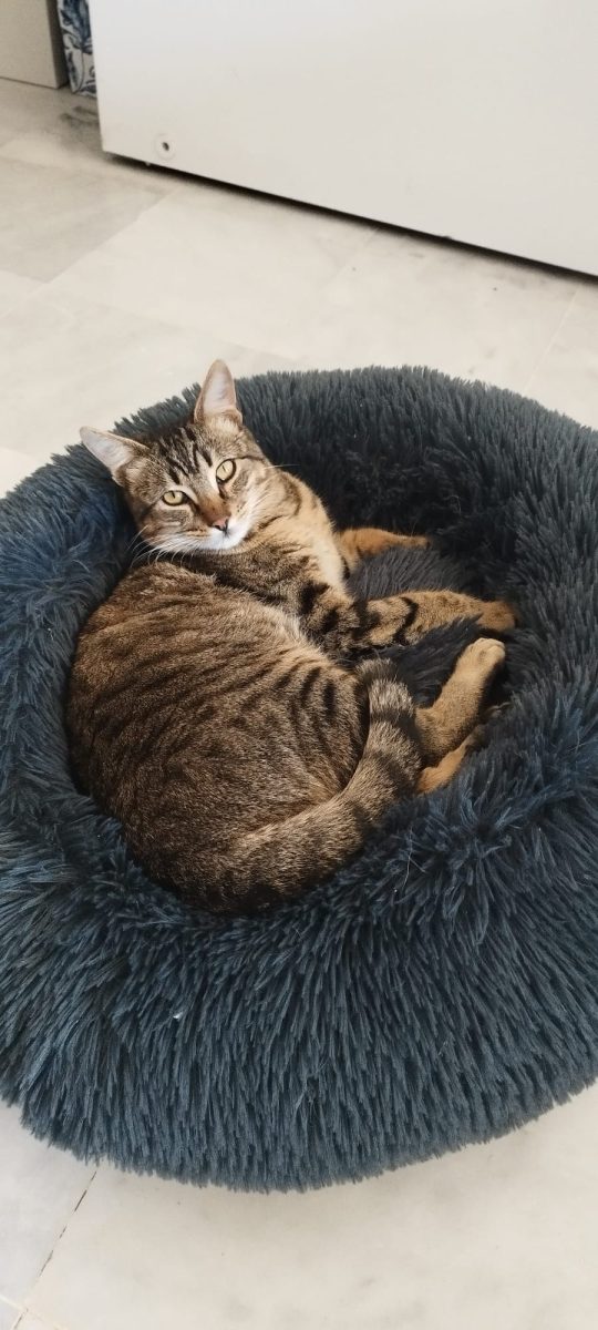 Gato perdido en MAIRENA DEL ALJARAFE, zona de CIUDAD ALMAR y LOS ALCORES