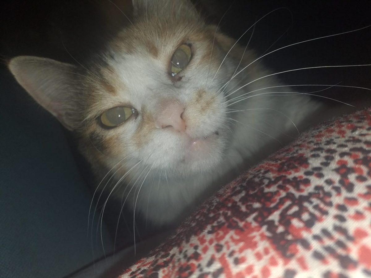 Gata tricolor