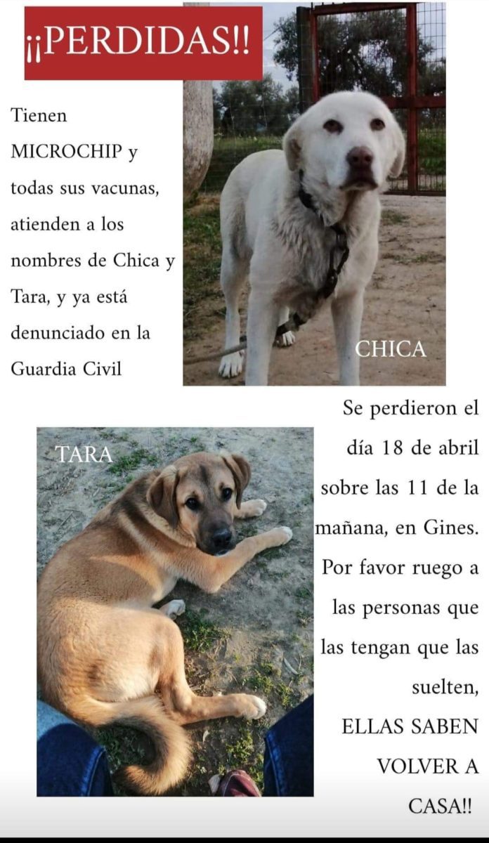 Perdidas dos perritas, se llaman Chica y Tara