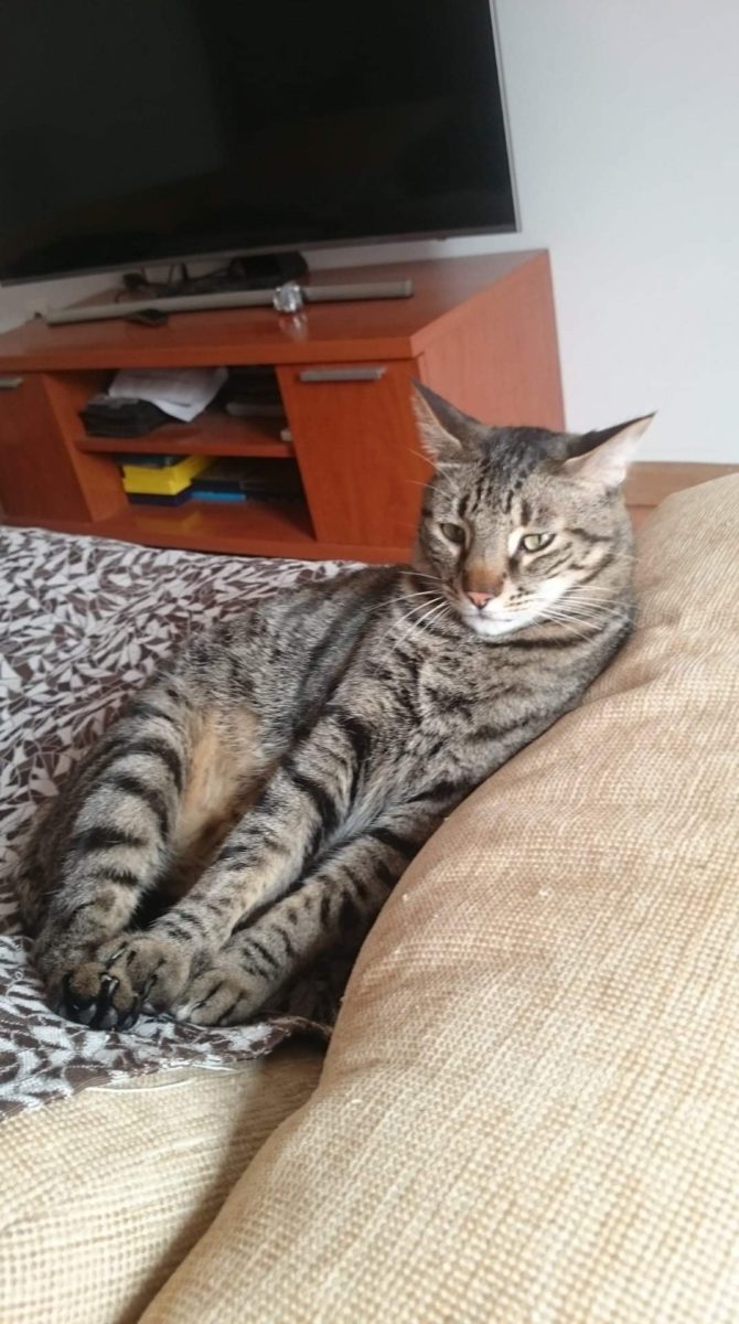 Perdido gato común atigrado con chip. Se llama Conan y está castrado.