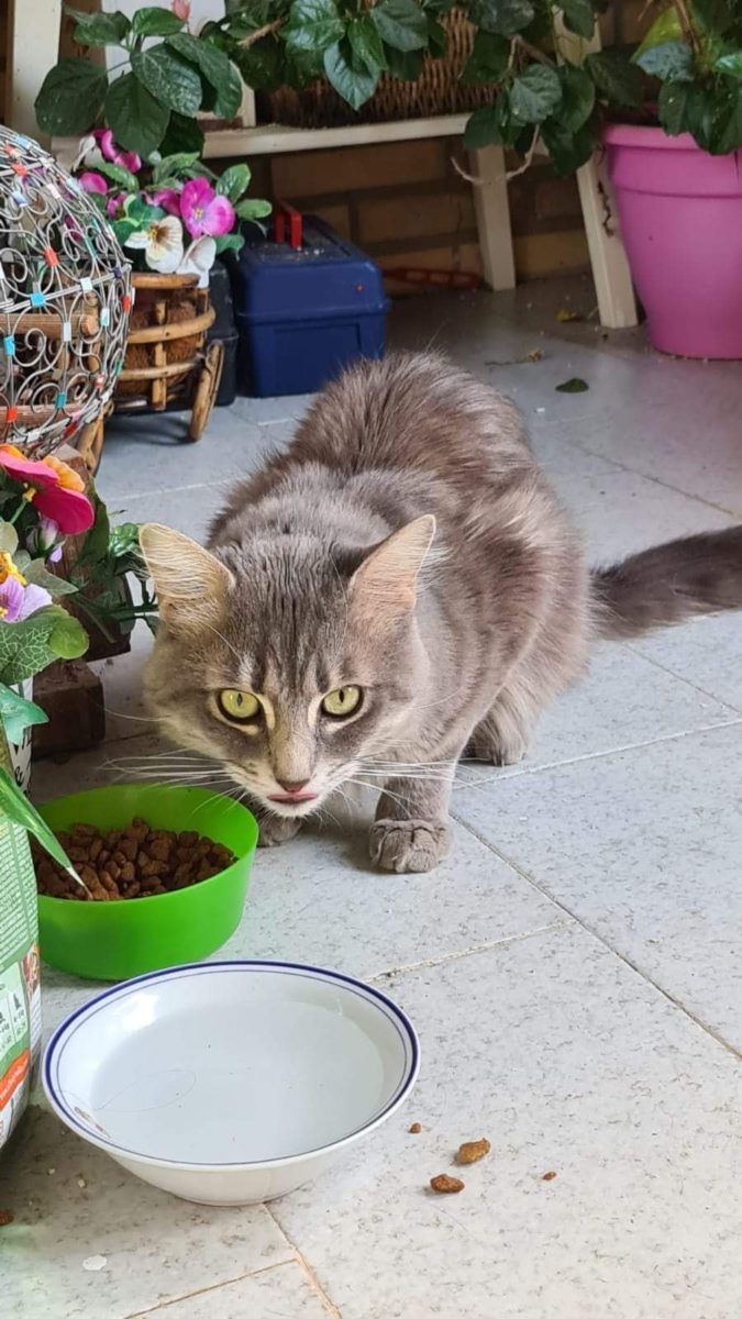 Encontrado gato manso de angora gris.