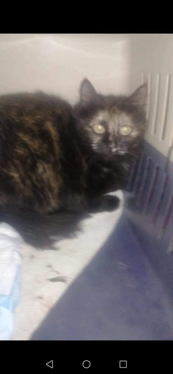 Encontrada gata mansa carey de pelo largo sin chip