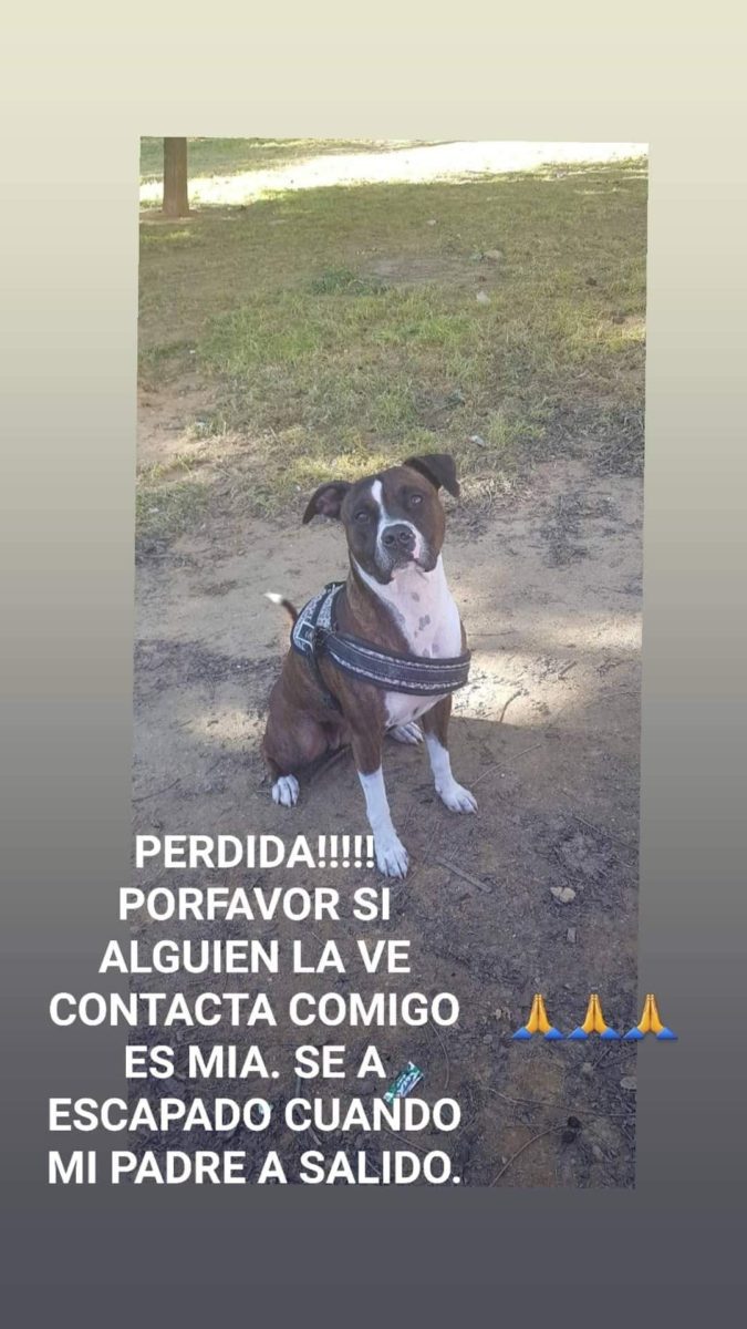 Perdida perra pitbull atigrada con corbata y botitas blancas y chip.