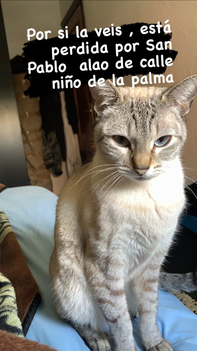 Gato perdido