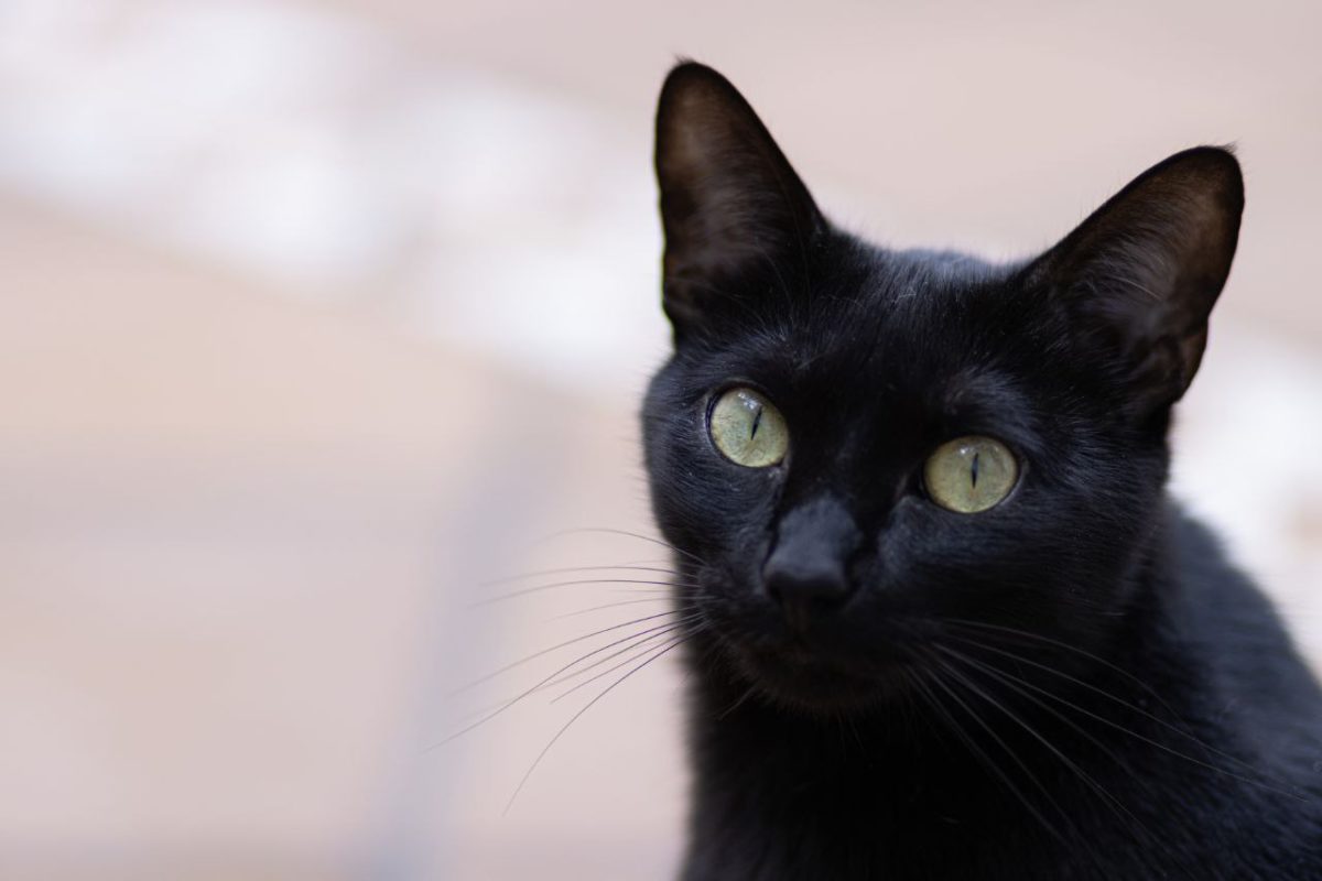 Gata negra pérdida,Sevilla este