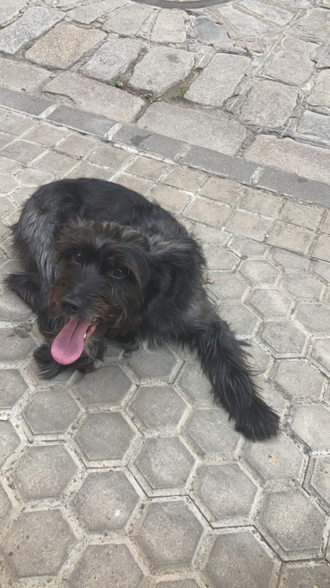 Perro perdido