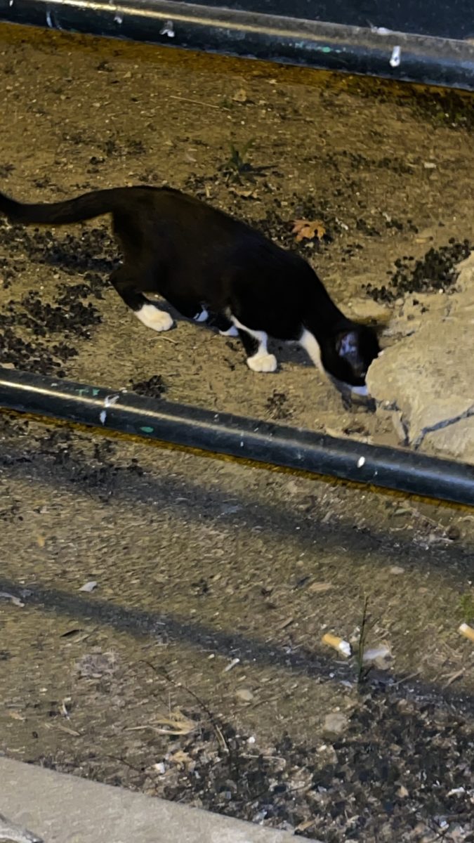 Gato negro y blanco