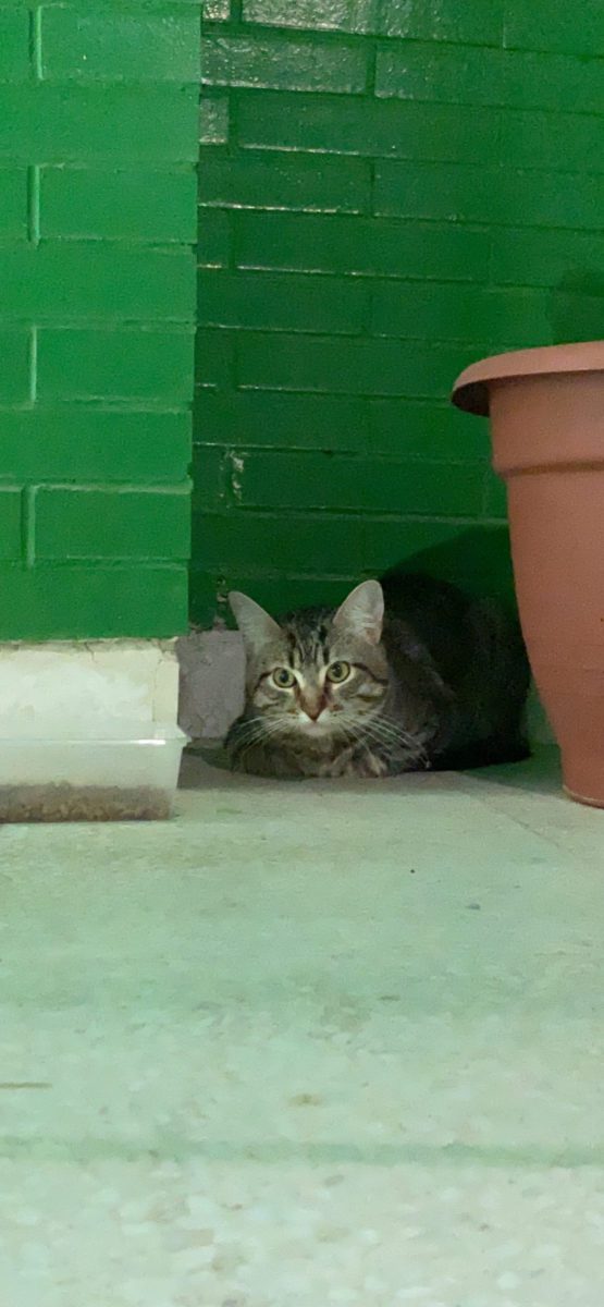 Encontrado gato
