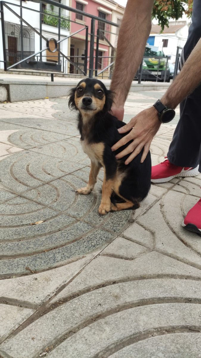 Perrita perdida
