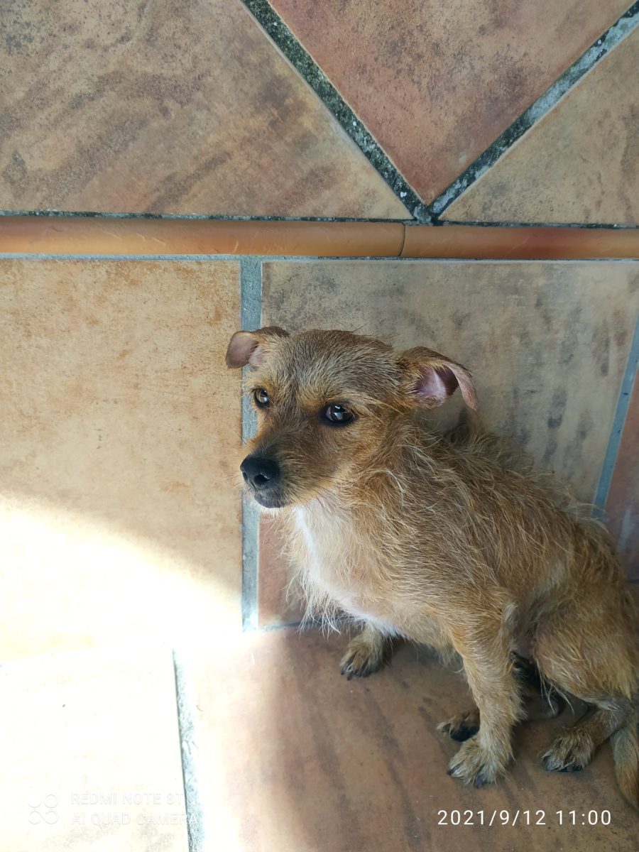Perrita abandonada