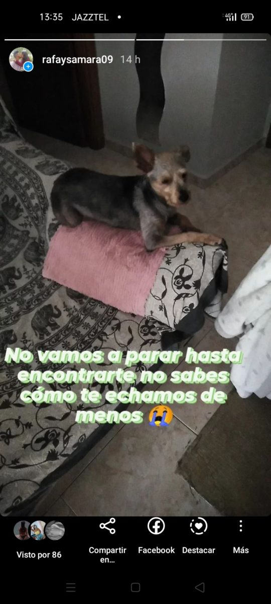Perro perdido