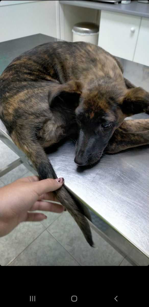 Cachorro de galgo