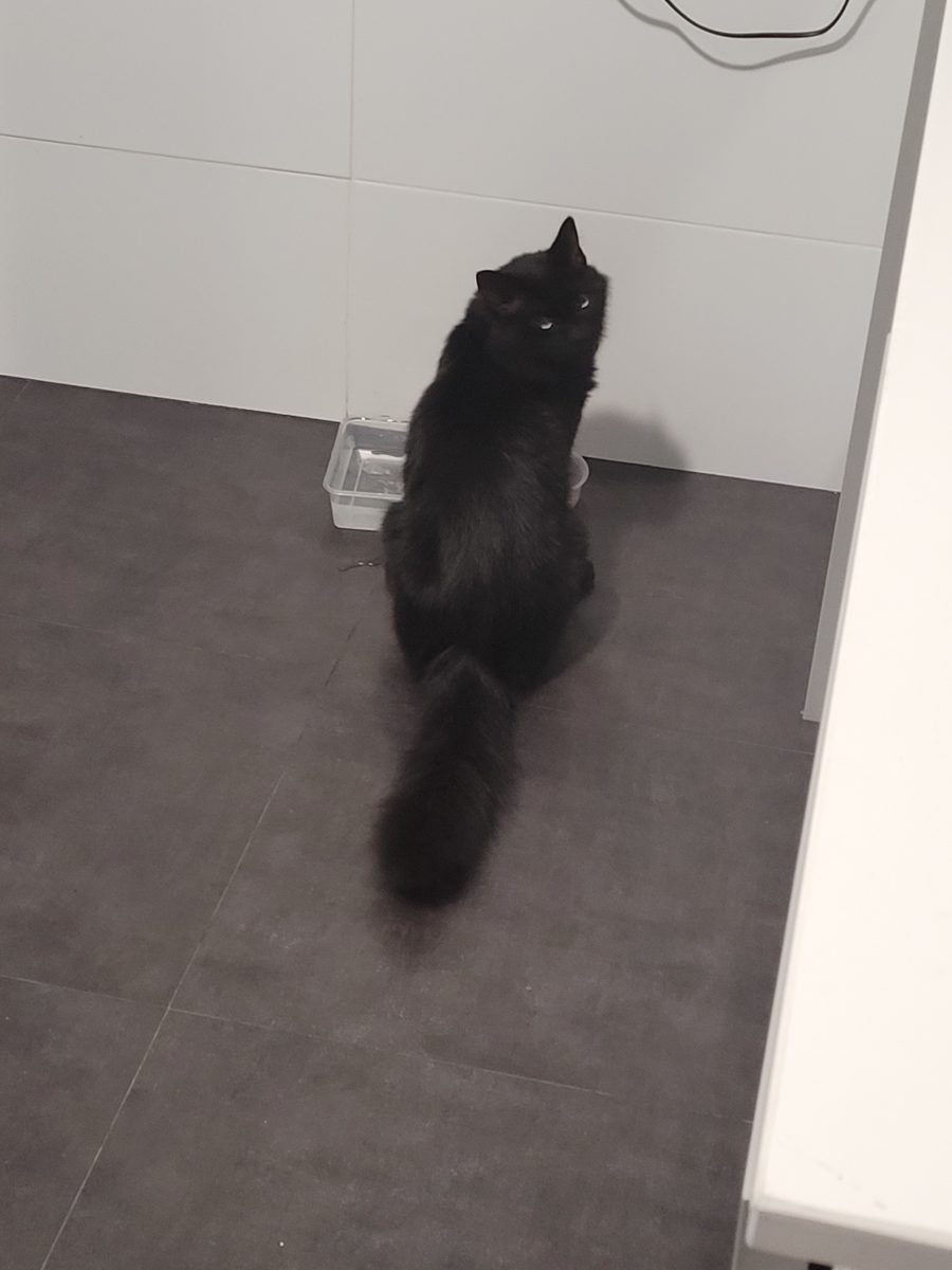Gato Negro Triana
