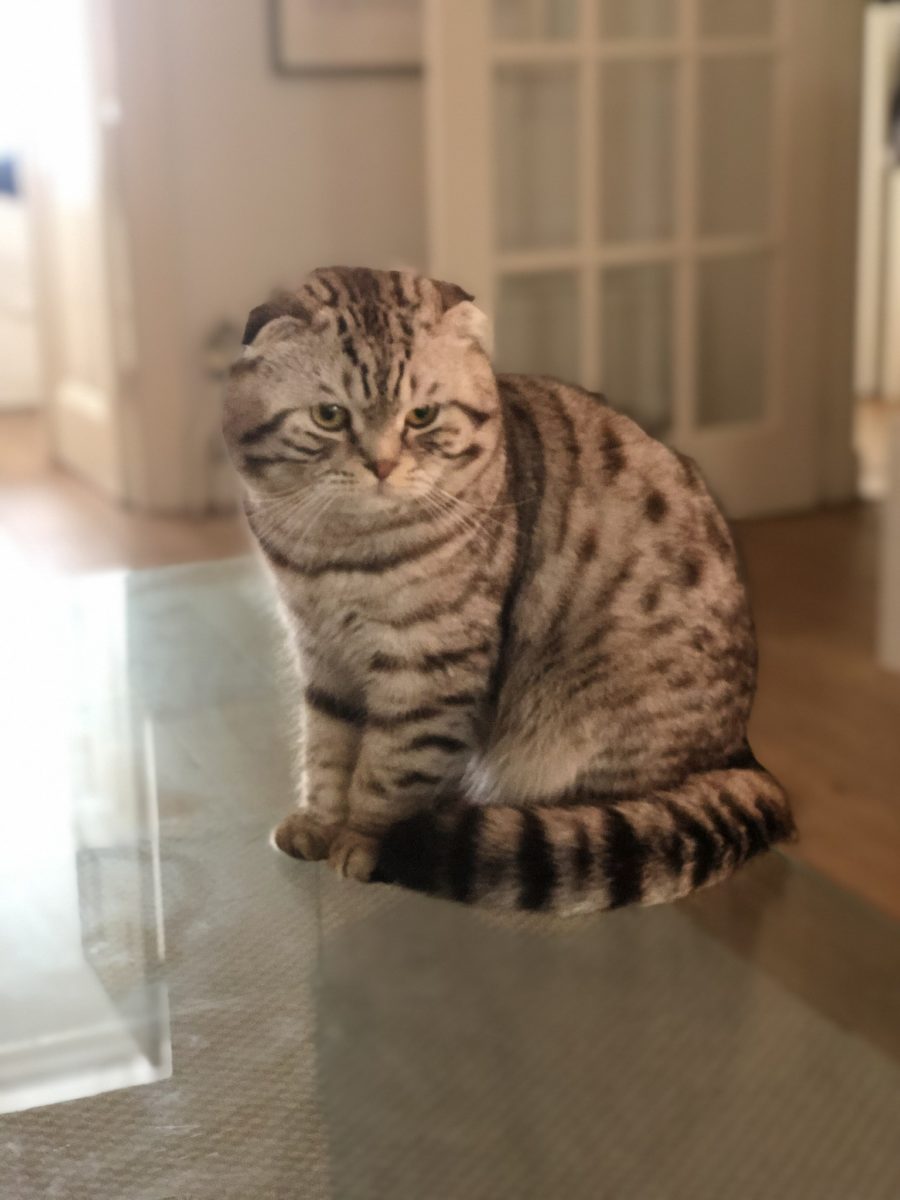 Gato perdido en Nervion