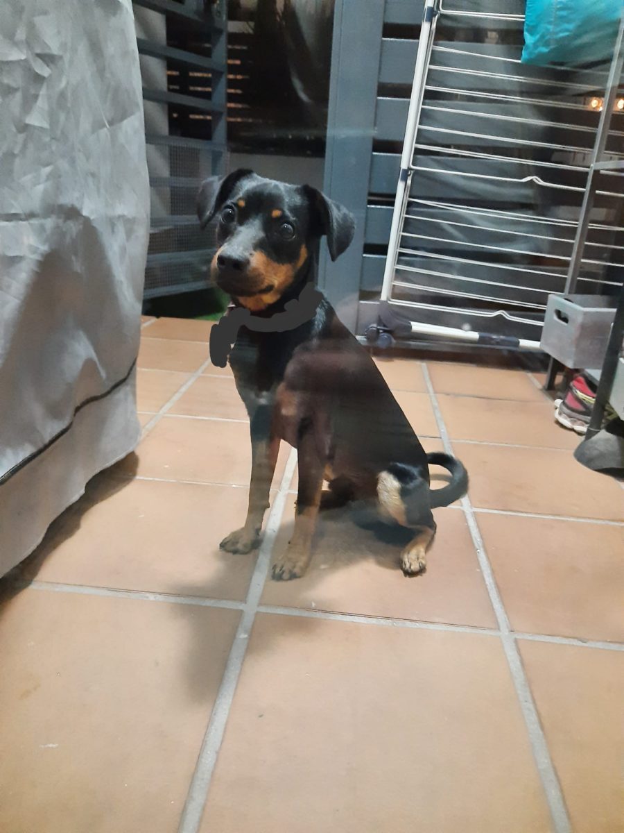 Cachorro encontrado Decathlon Alcala