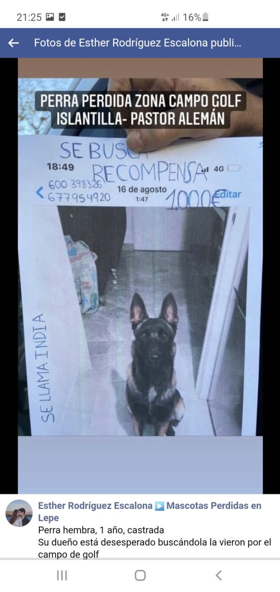 Perrita malinoi perdida