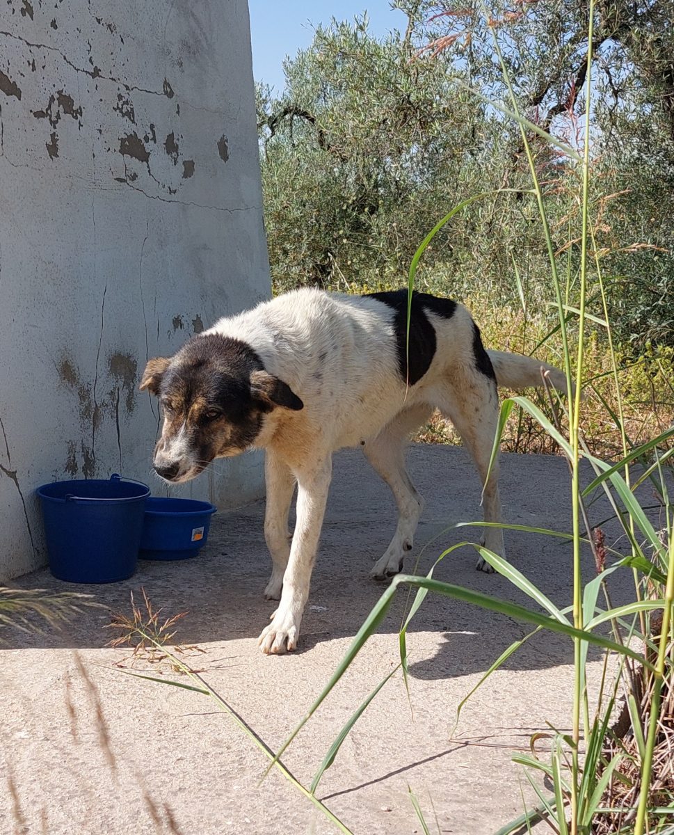 Perra encontrada zona Umbrete