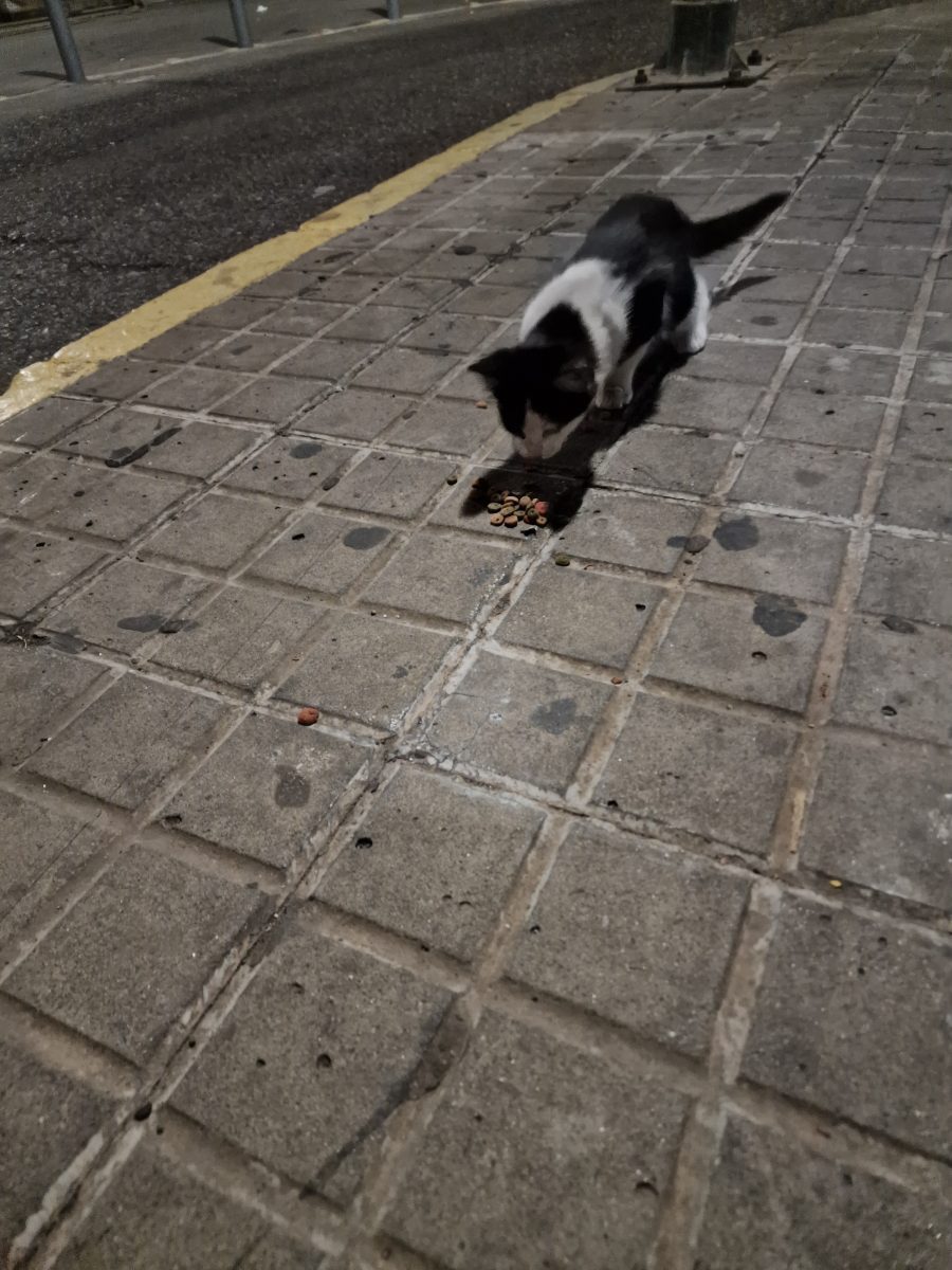 Gatito mes y medio encontrado en Virgen del rocío