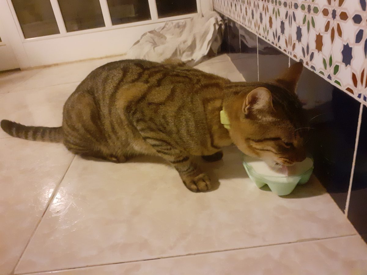 Gato encontrado
