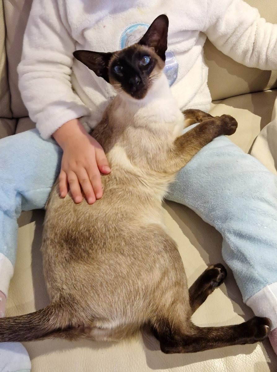 GATO SIAMÉS PERDIDO