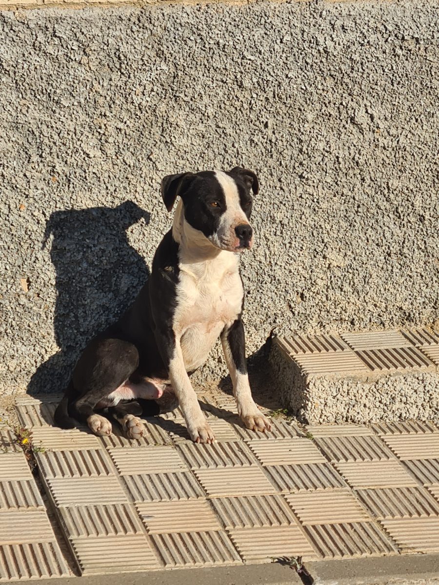 Perro blanco y negro prisión Alcalá Guadaira
