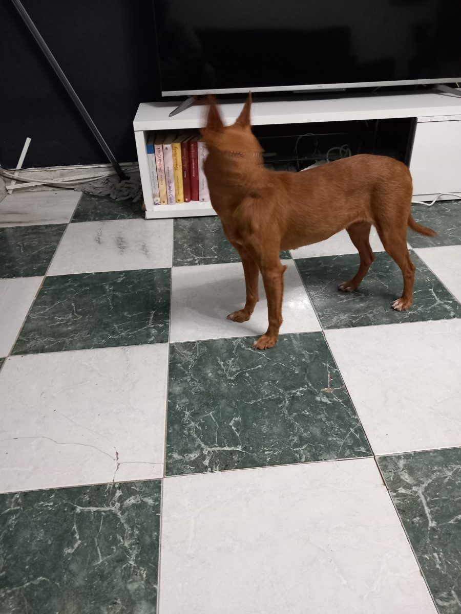 Perrita encontrada