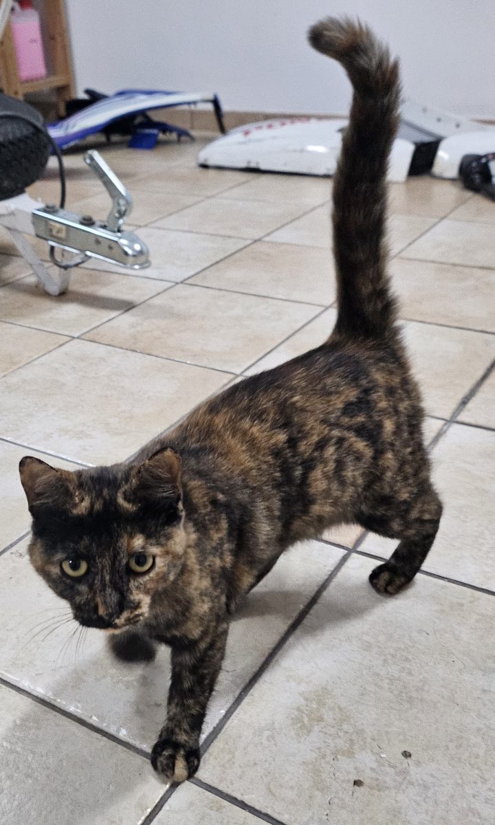 Gato encontrado La Motilla