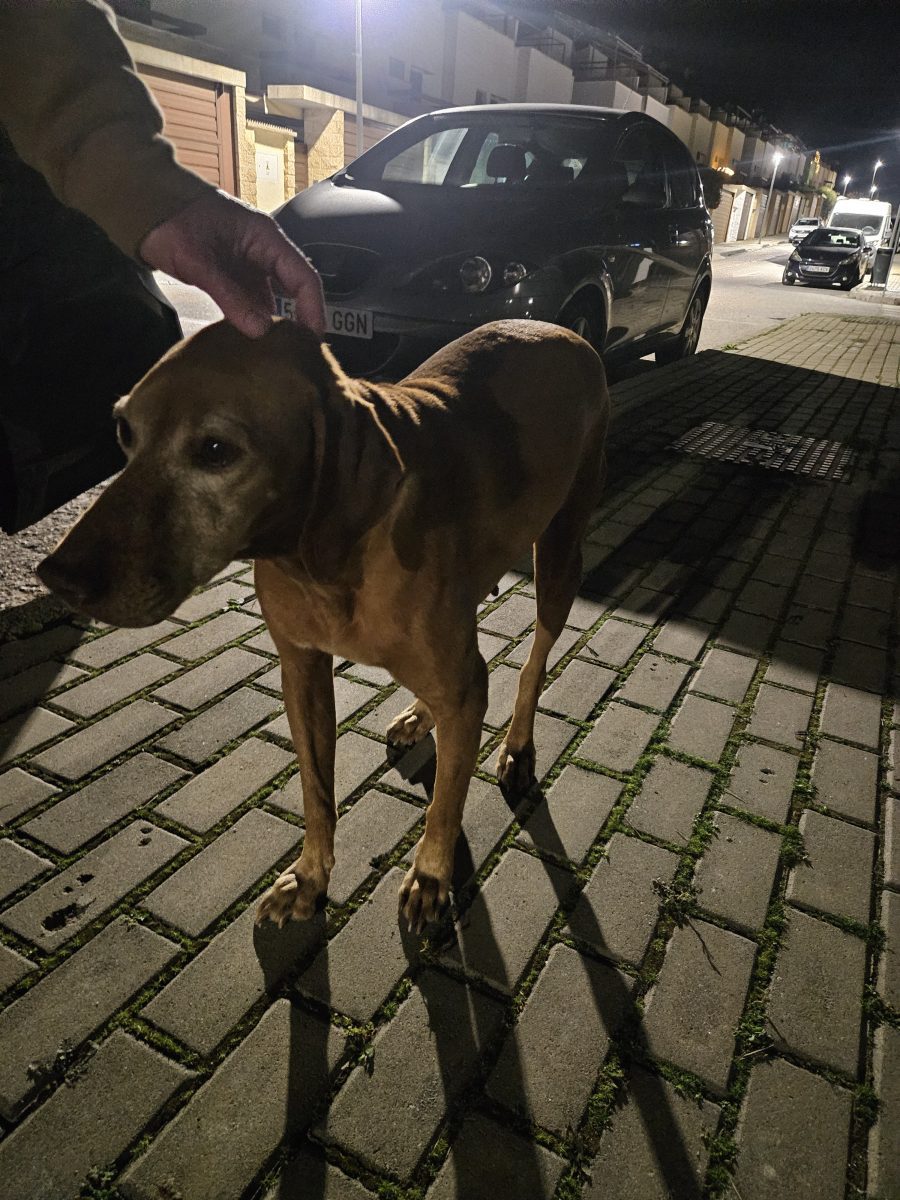 Perrita tipo braco