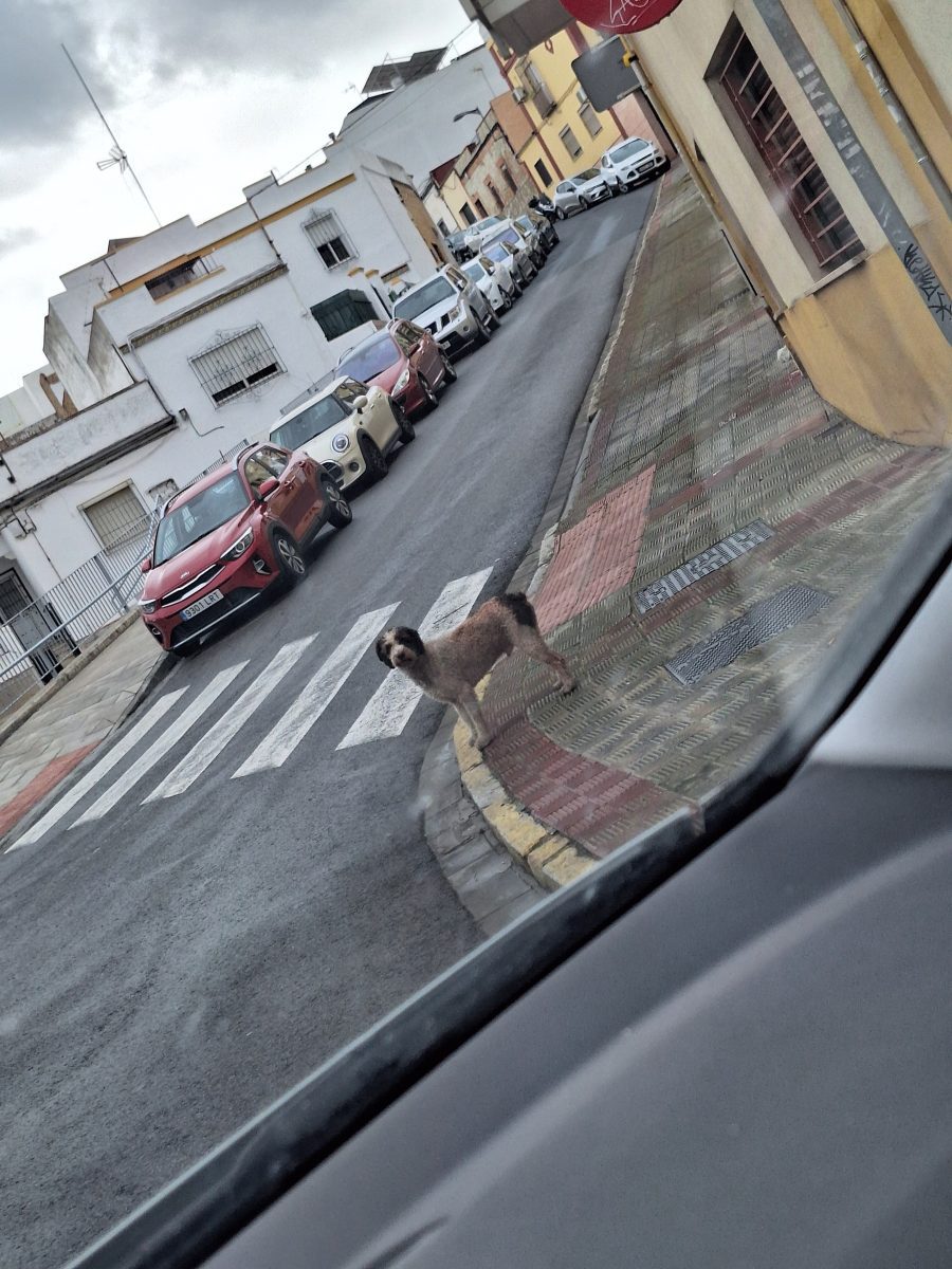 Perro de agua en Alcalá de Guadaira
