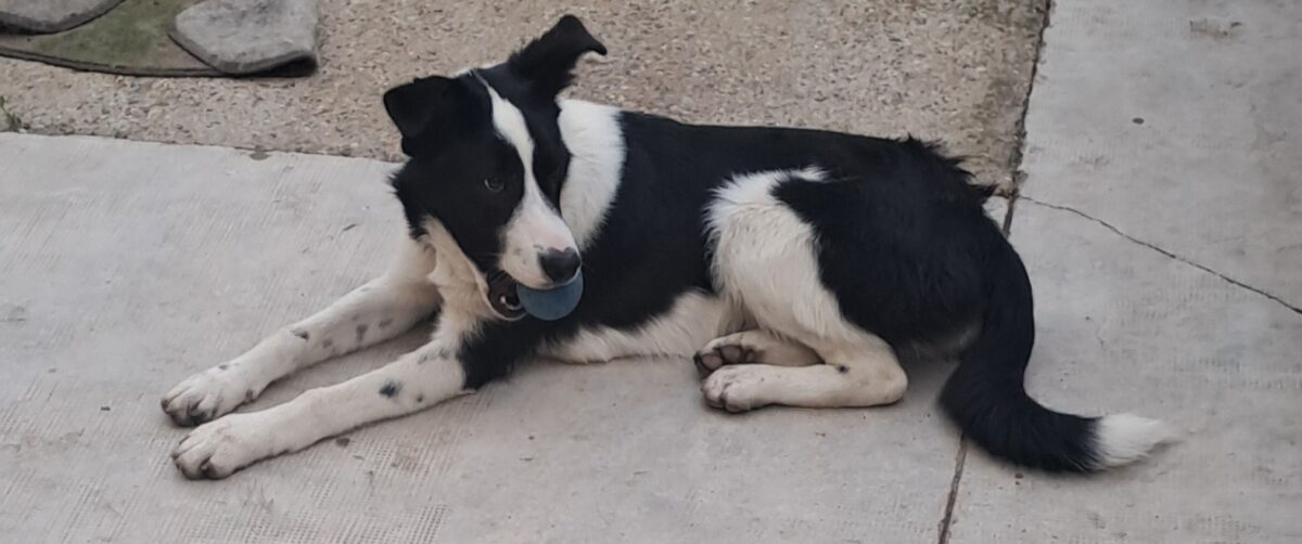 Perrita perdida