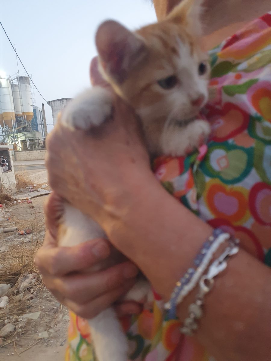 Encontrados gatitos