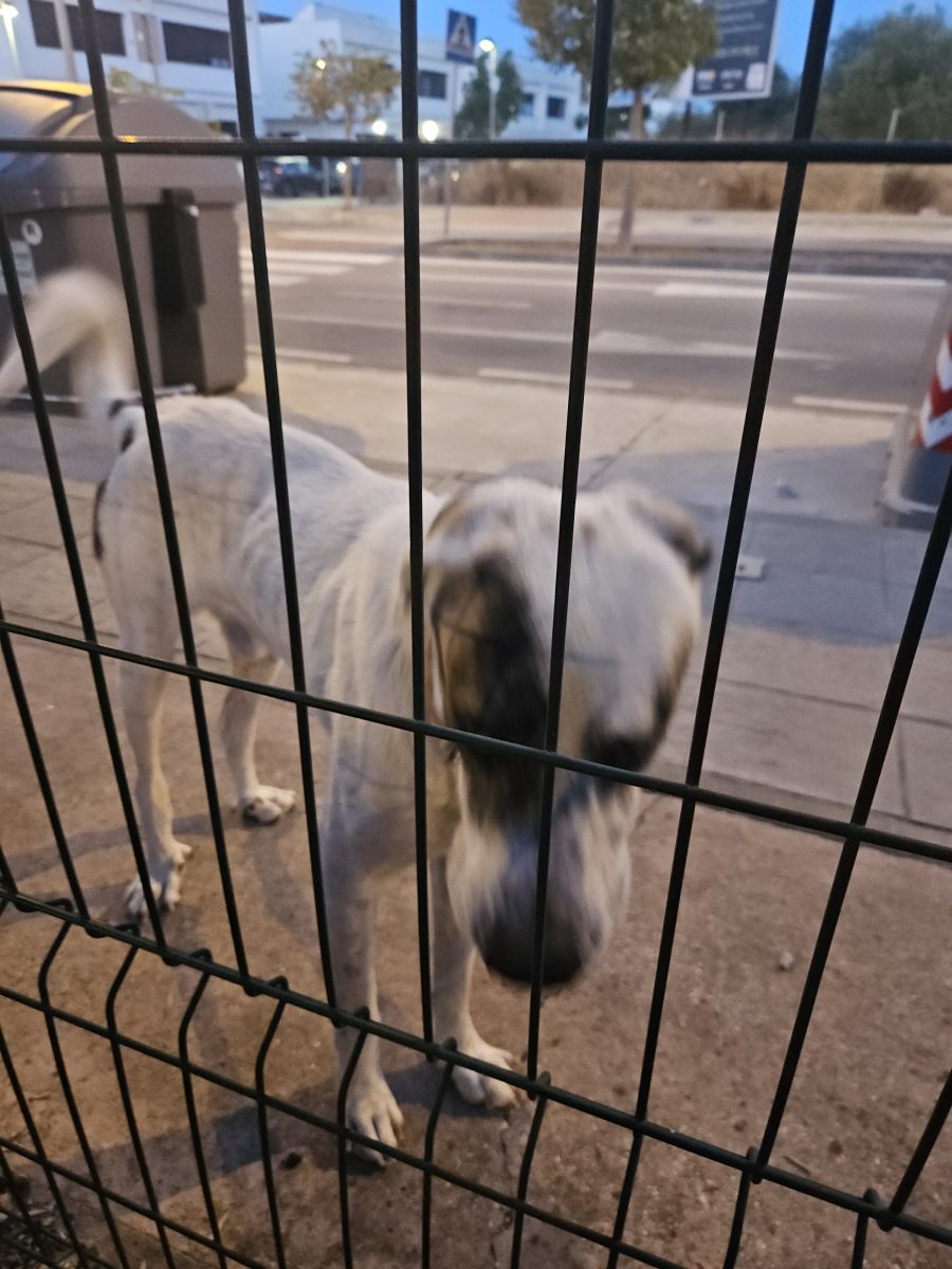 Perro macho mastín con correa encontrado