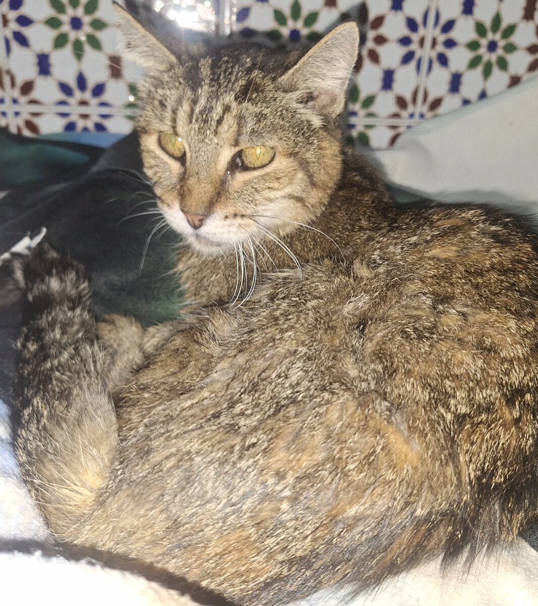 Gata perdida en Sevilla capital