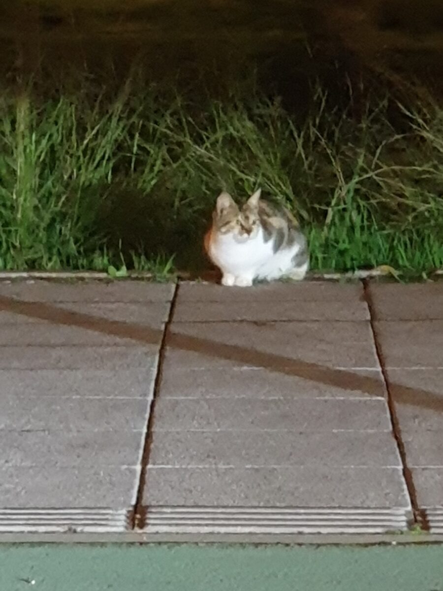 Encontrada gata