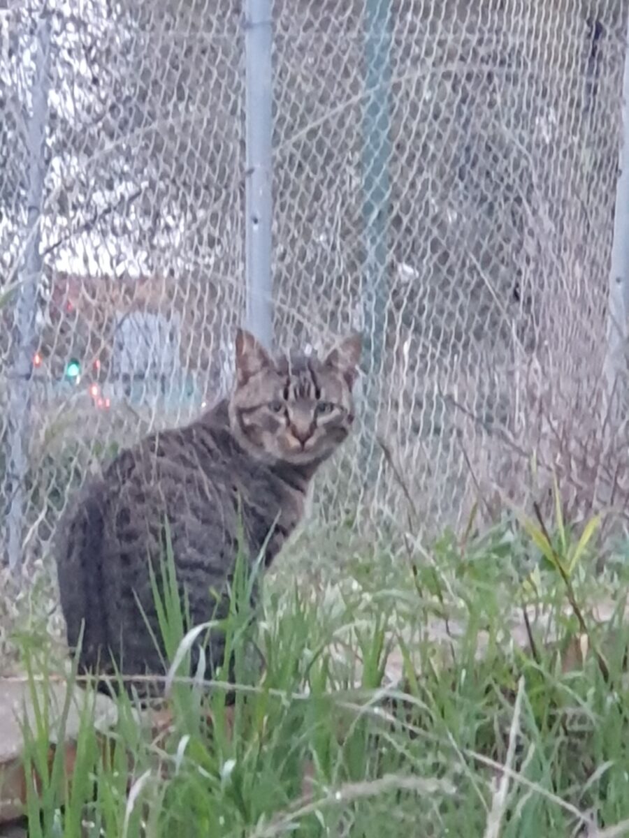Encontrado gato atigrado